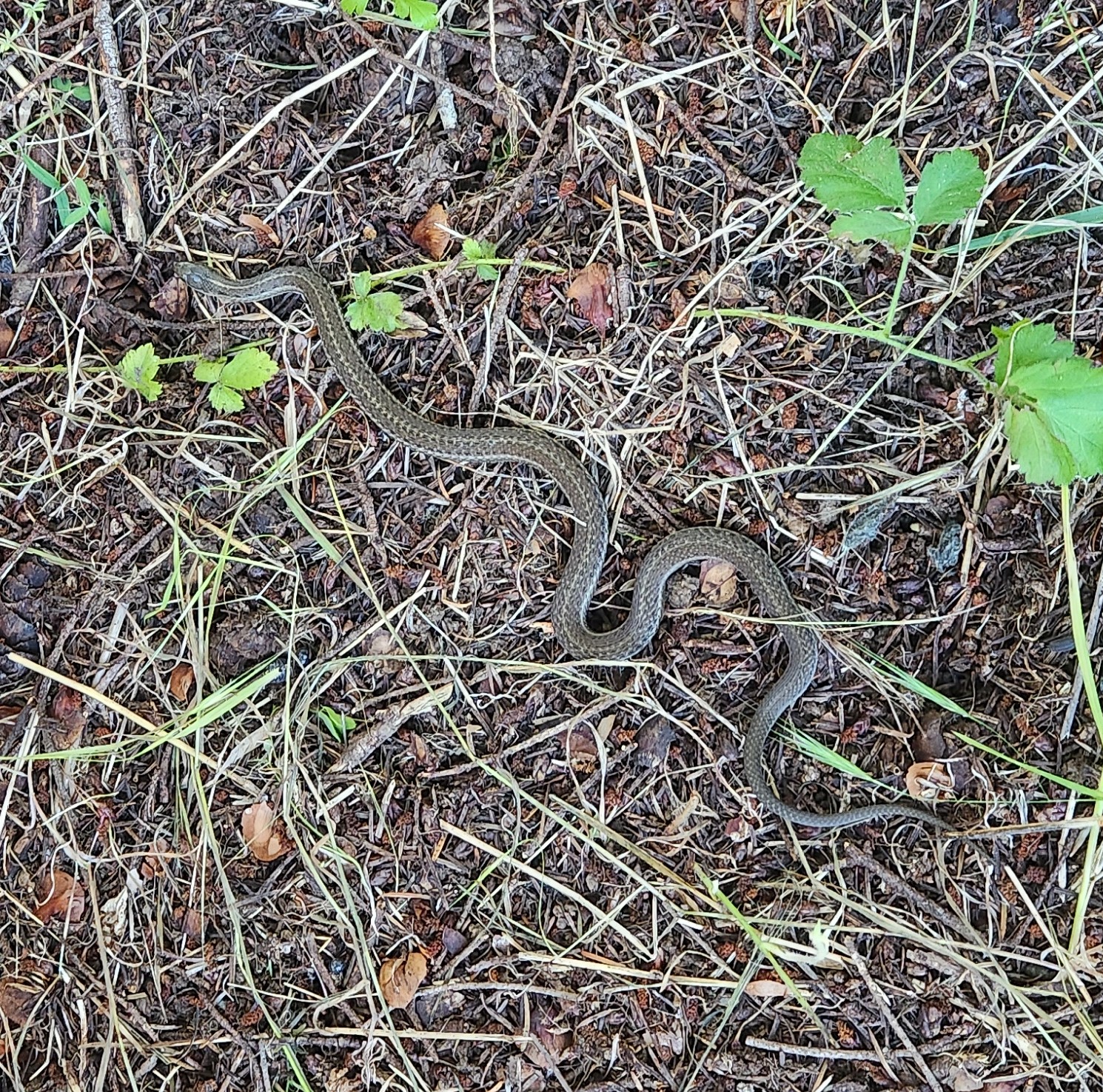 Northwestern Gartersnake