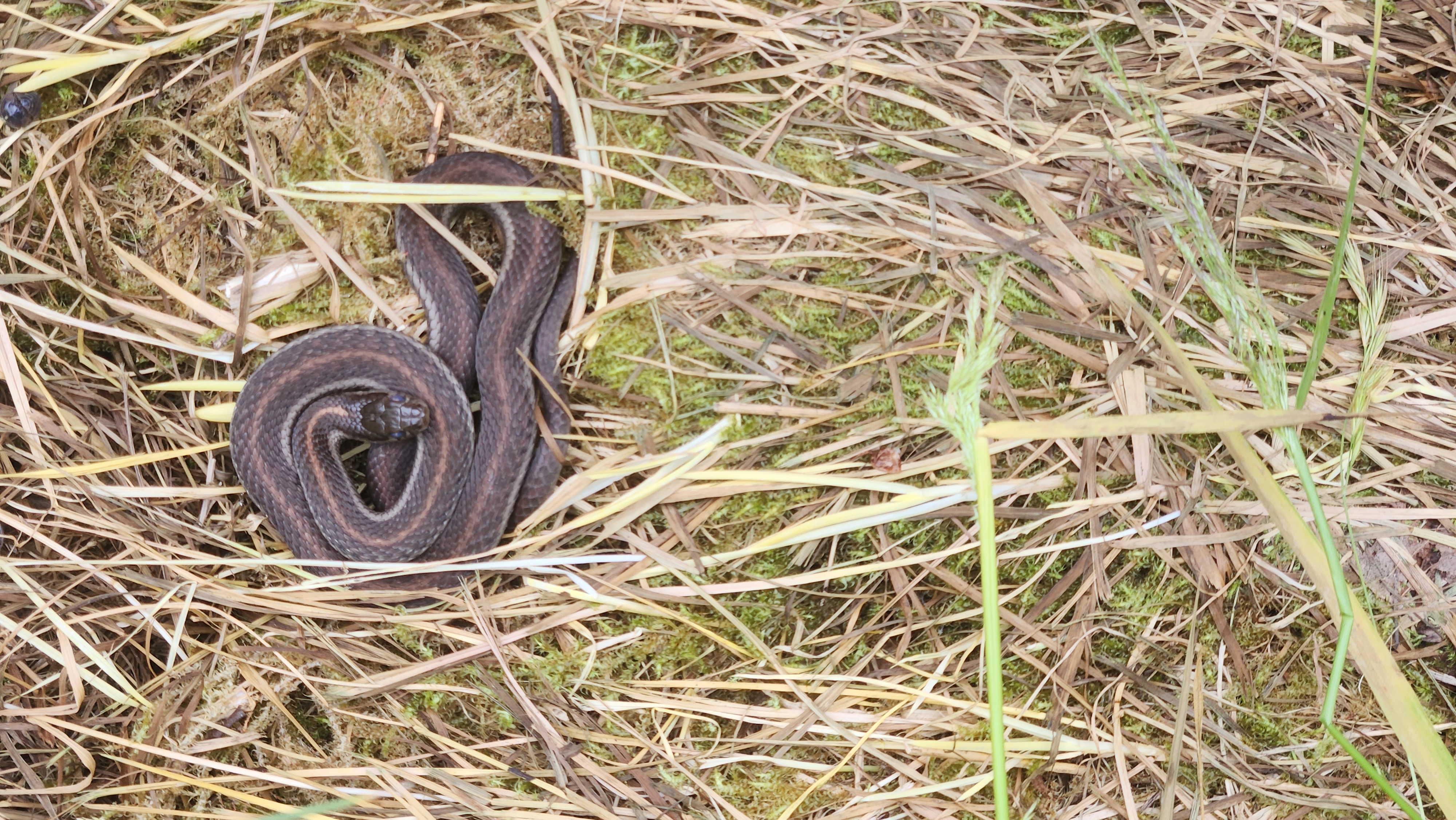 Northwestern Gartersnake