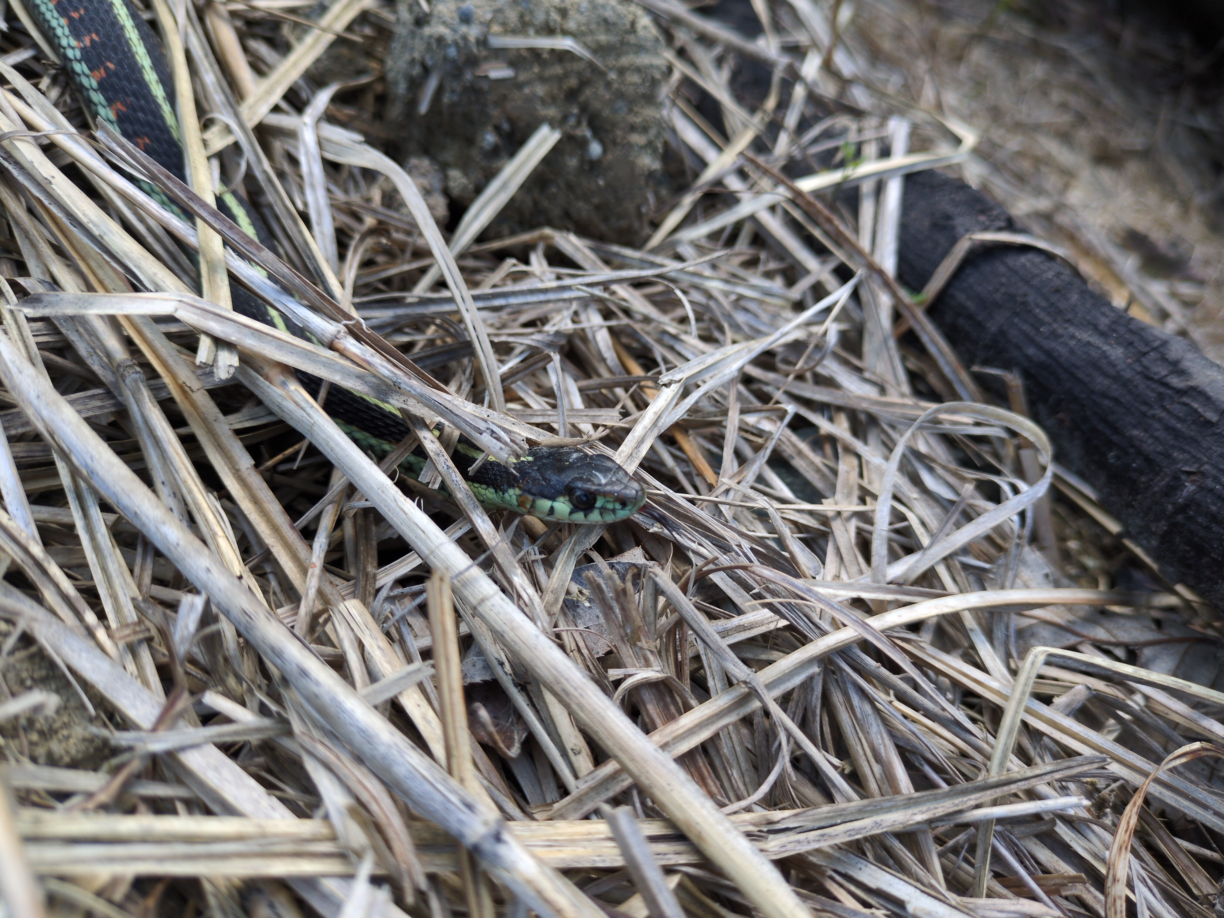 Puget Sound Gartersnake