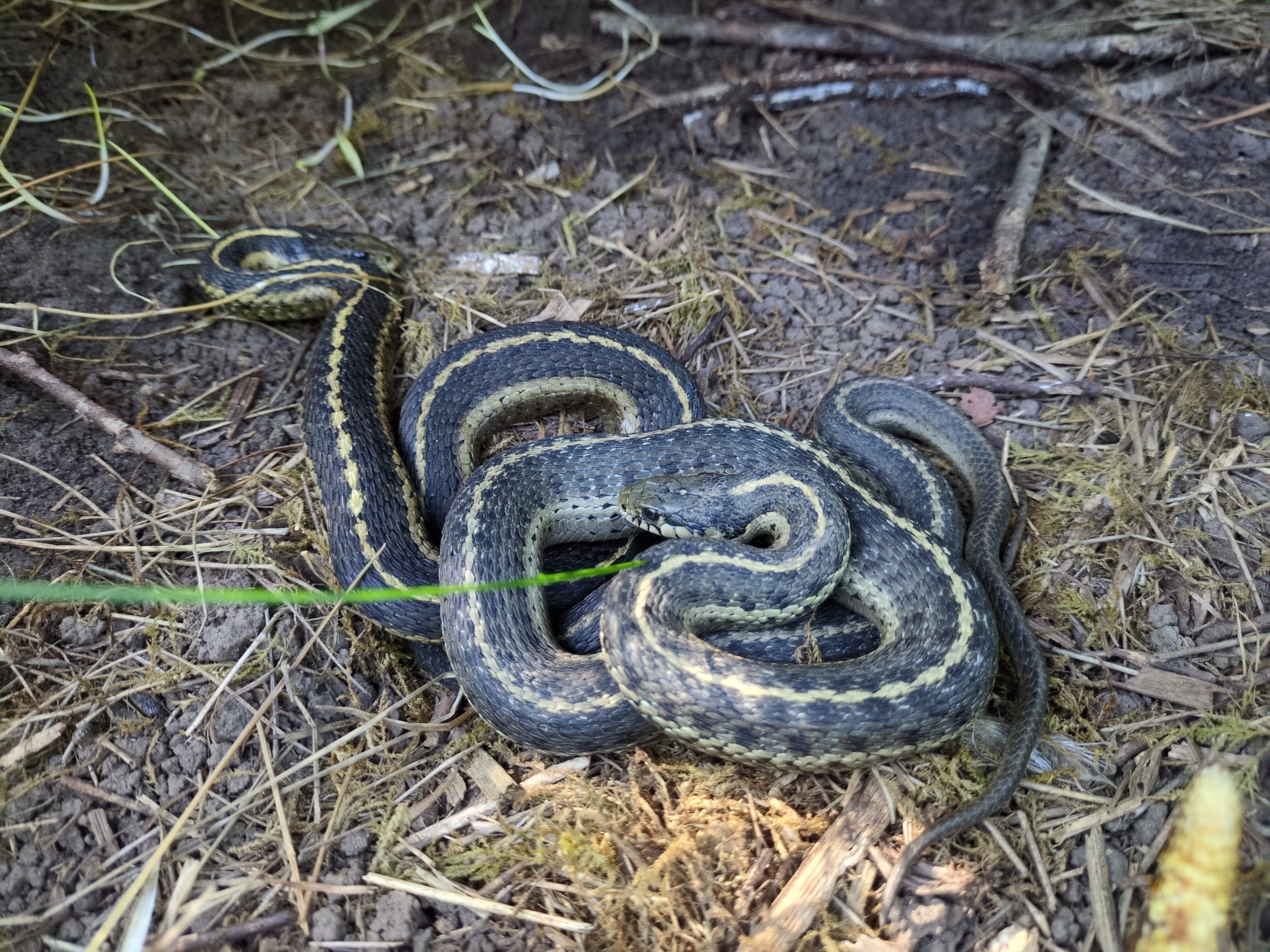 Wandering Gartersnakes